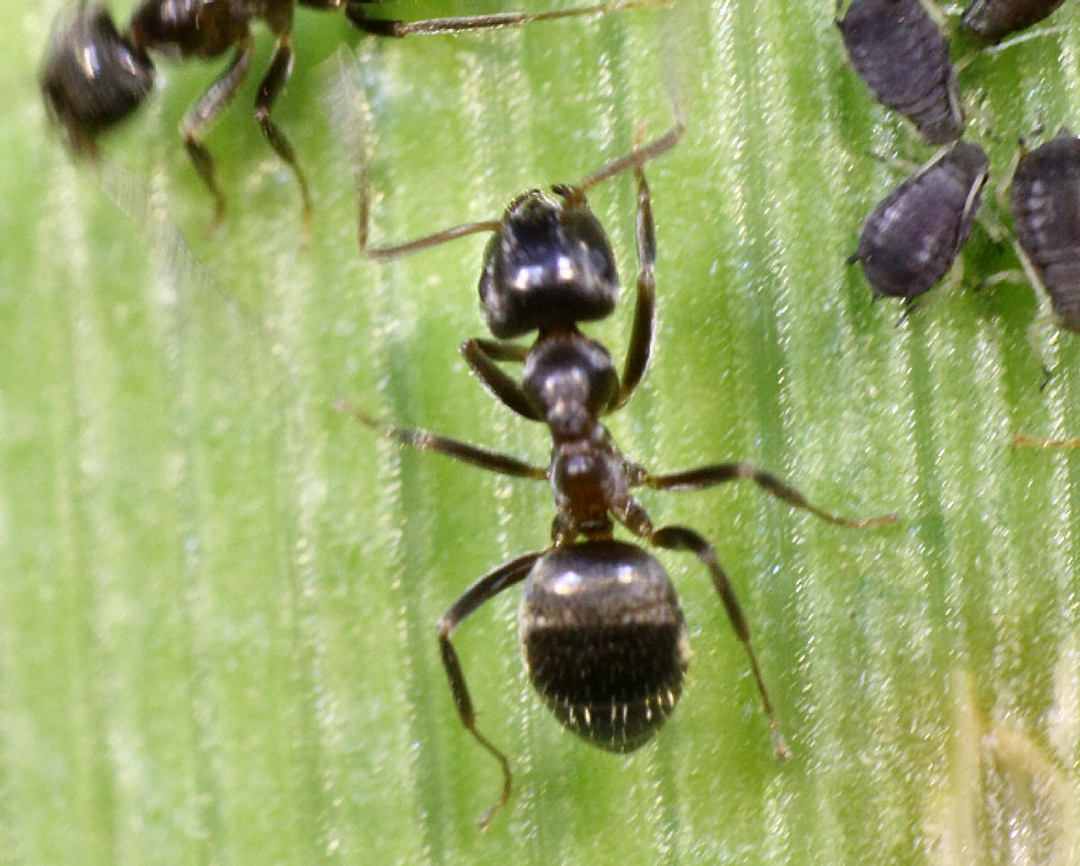 formica da identificare